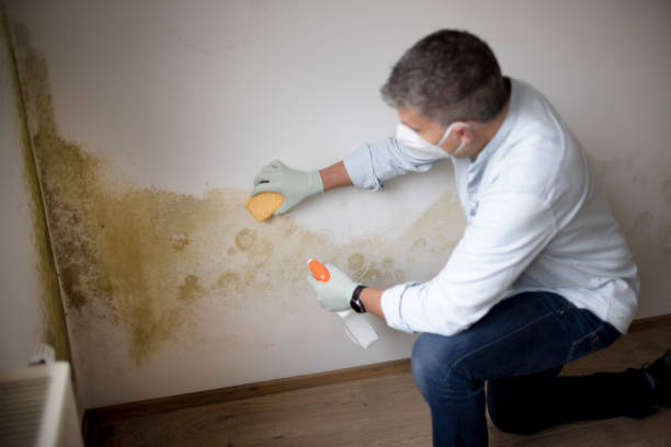 Best Air Quality Testing for Mold Spores  in Battlement Mesa, CO