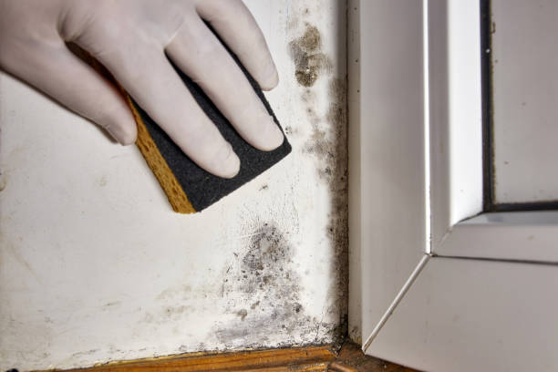 Best Indoor Air Quality Assessment  in Battlement Mesa, CO