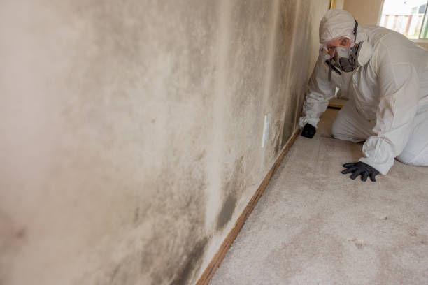 Trusted Battlement Mesa, CO Mold Removal Experts